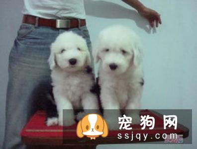 挑选有品质的西德牧羊犬