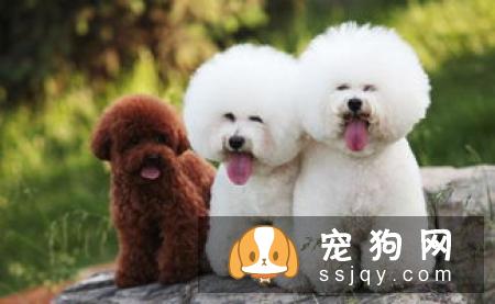 柴犬尾巴怎样卷 卷尾大体可以分为以下两种