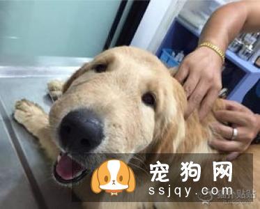 小金毛什么时候剪毛 剪毛的时候需要注意哪些