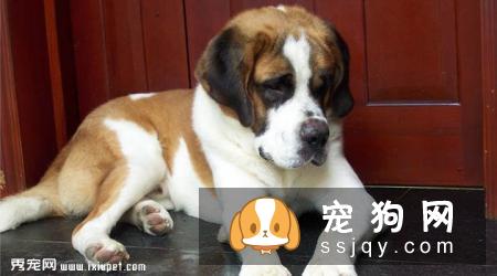 【圣伯纳犬】圣伯纳犬的外形特征和饲养方法