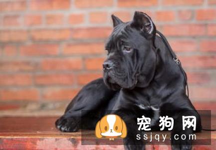 惠比特犬智商高吗?惠比特犬图片|价格|训练