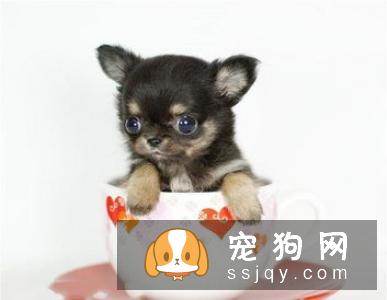 【狗狗不能吃什么食物】腊肠犬喜欢吃什么？