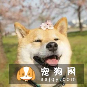 中国沙皮犬好养吗?中国沙皮犬的智商_性格_多少钱|价格