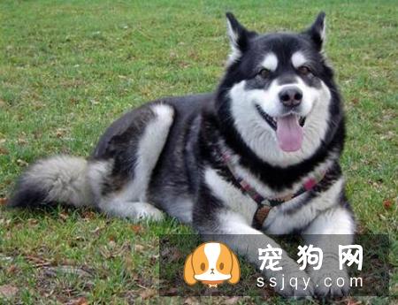 养了很久的狗狗开始凶主人是什么原因？