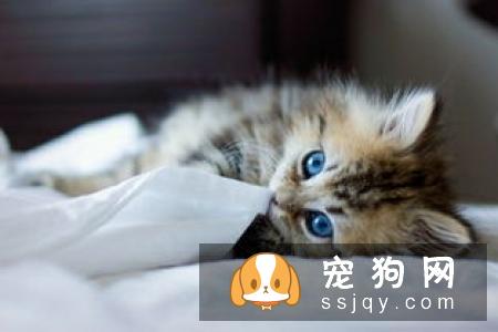 犬猫肠梗阻的症状_病因及危害！