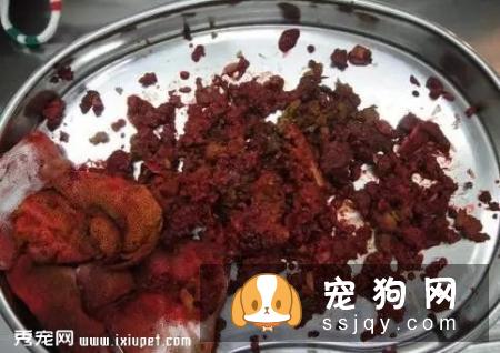 犬猫肠梗阻的症状_病因及危害！