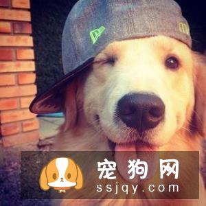 狗狗毛色越来越浅是什么原因？为什么灰贵小时候是黑色？