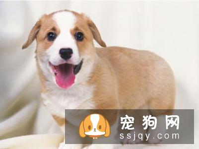 这三种家里常见的蔬菜和食物一定不要让小型狗狗误食