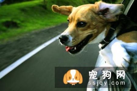 幼犬饮食要注意的事情