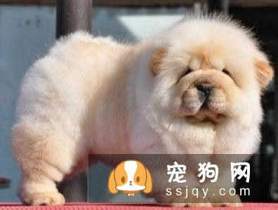 松狮幼犬购买时要注意的陷阱和骗局