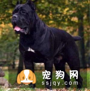 北京犬多少钱?北京犬的历史背景_训练
