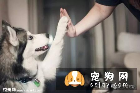 狗狗保健知识9问答，很少有主人注意到但很重要的干货