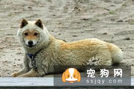 大型印加无毛犬和小型印加无毛犬的区别