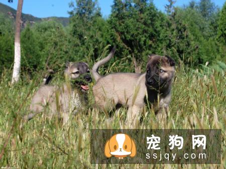 狗狗总是不听话怎么训练它？