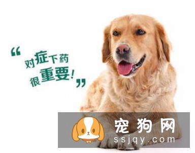 狗狗洗澡学问，铲屎官都应该知道！
