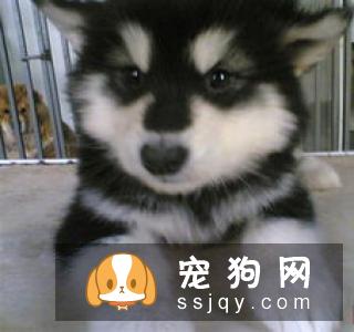 【幼犬挑选方法】阿拉斯加雪橇犬幼崽价格如何？