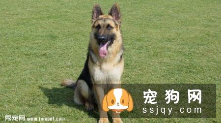 德国牧羊犬多少钱一只，好养吗_德牧图片|价格|训练