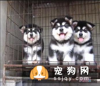 训练阿拉斯加幼犬的方法是什么？
