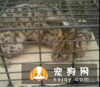 每一次把它关进笼子里，它总是撕心裂肺的嚎叫