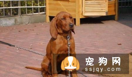 狼犬的外形特征介绍_狼犬种类及智商