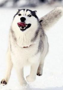 金毛幼犬能吃米饭吗 金毛幼犬吃什么好