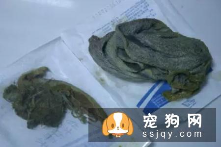 犬猫肠梗阻的症状_病因及危害！
