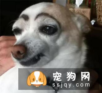 为什么有些狗狗的眼睛会变混浊？