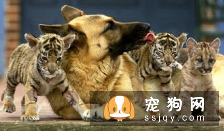 北京犬多少钱?北京犬的历史背景_训练