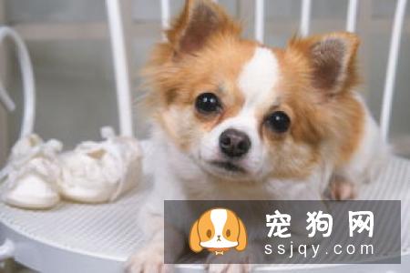 幼犬饮食要注意的事情