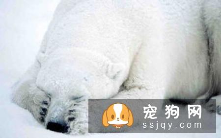 纽波利顿獒犬好养吗?纽波利顿獒犬的生活习性