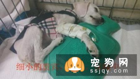 狗狗得了小孢子真菌病的症状及治疗方法
