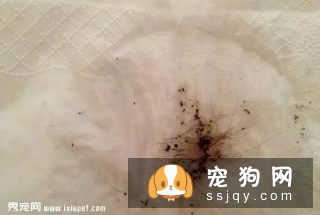 如果你不想让狗狗得“皮肤病”受罪，最好打开这篇文章！