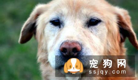 【狗狗咳嗽的原因】斗牛犬咳嗽怎么办？