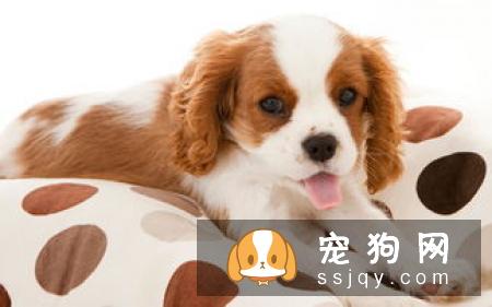 养宠之前，先看看这部宠物养育心理教育片！
