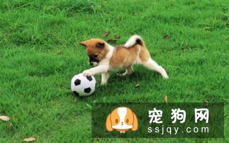 怎么能挑选出一只健康的松狮幼犬呢？