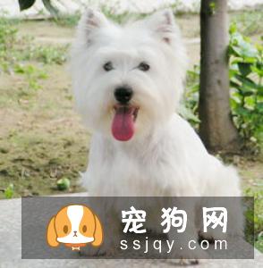 【西部高地白梗】西部高地白梗的性格特点_智商|价格|训练