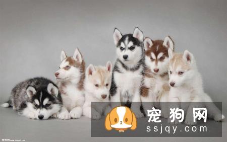 纯种的哈士奇有什么特征