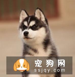哈士奇多少钱,好养吗?哈士奇图片|价格|训练