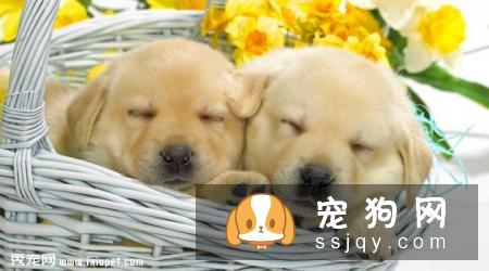 金毛寻回犬好养吗?金毛寻回犬图片|价格|训练