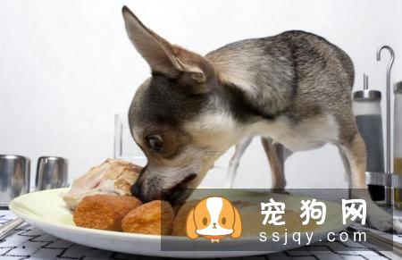宠物的健康从健康饮食开始