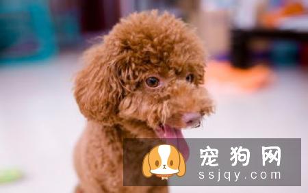 如果你家里的狗狗太顽皮该怎么处理？