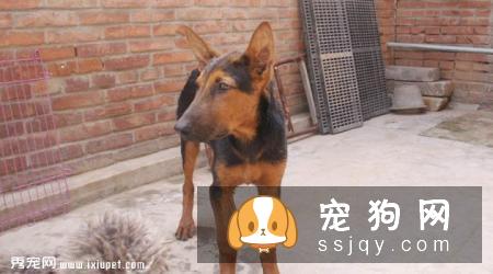 【苏联红犬】苏联红犬好养吗?苏联红犬图片|价格|训练