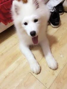 怎么照顾刚买到的幼犬？