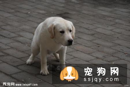 主人们还在头疼狗狗乱撒尿吗？