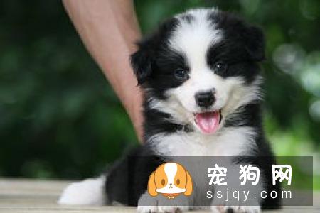 狗狗皮肤干燥怎么办