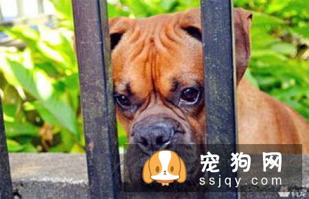 【狗狗训练 】狗狗咬人手的坏习惯