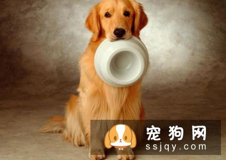 狗狗毛色越来越浅是什么原因？为什么灰贵小时候是黑色？