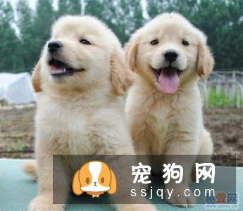 金毛寻回犬好养吗?金毛寻回犬图片|价格|训练