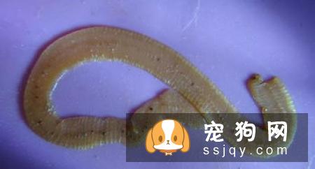 怎样及时有效发现爱宠的体内外寄生虫？