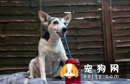 狗狗爱‘叫’背后的原因